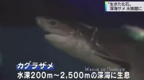 Живое ископаемое: шестижаберная глубоководная акула - новости на японском языке